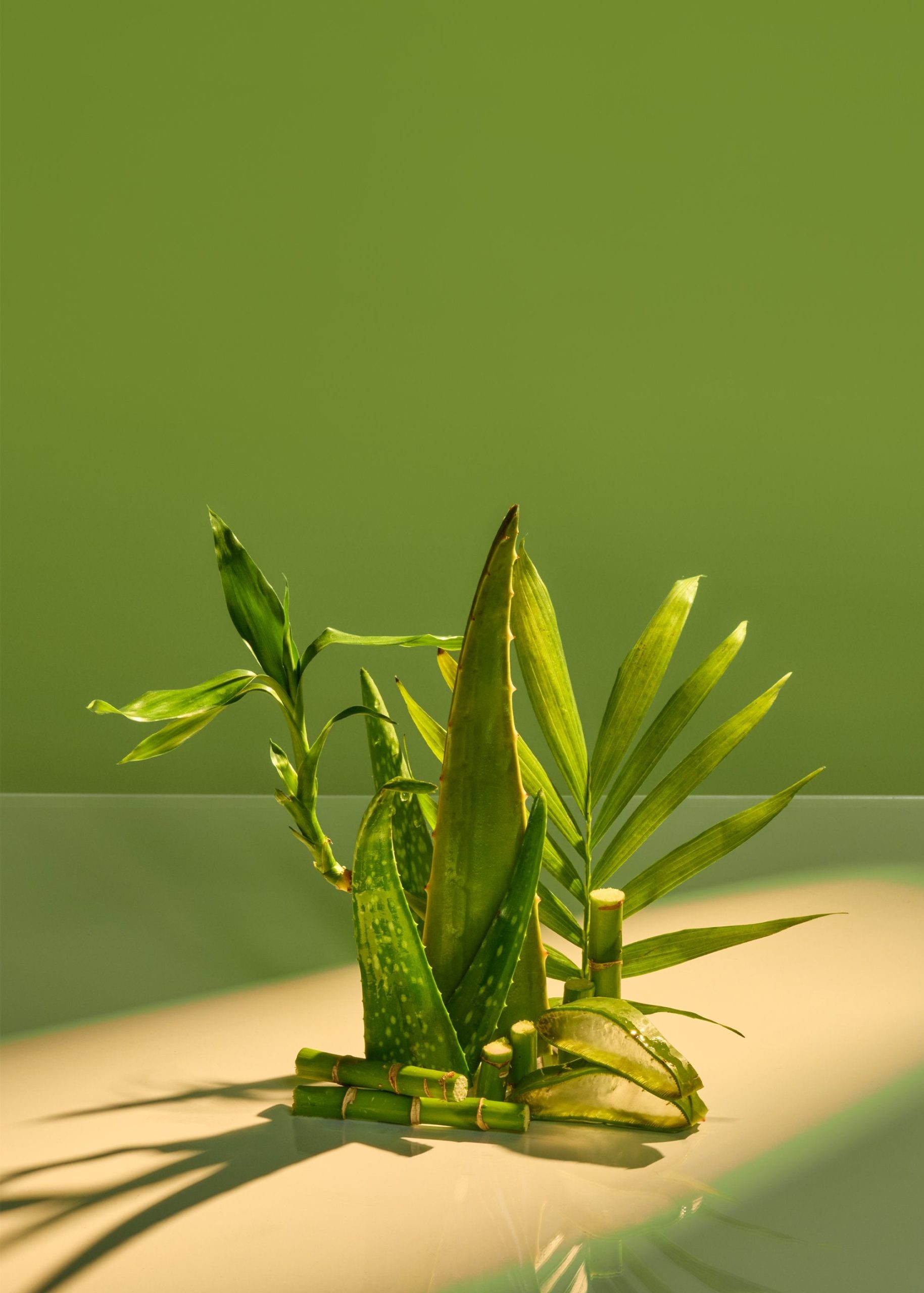 Tree-Hut-PalmGrove-Ingredients-Summer25-5x7-9210_3ffbd2b8-a073-4e26-8bcb-bd06f024b570-scaled-1.jpg